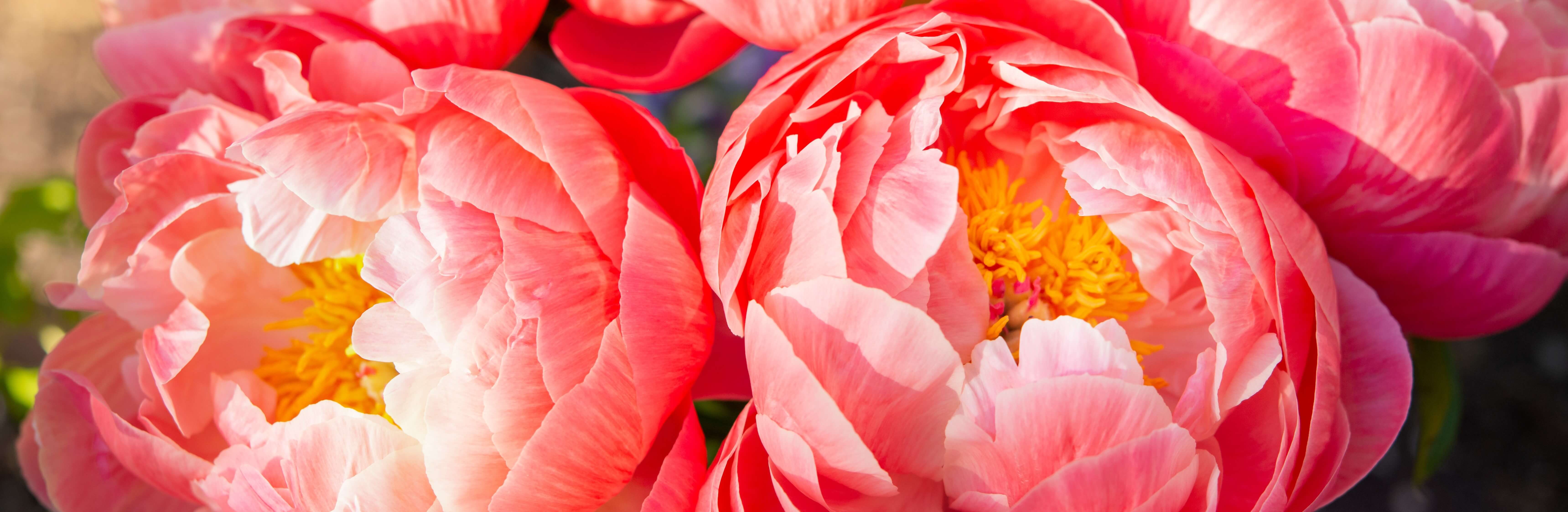 Dorsey-keatts Funeral Home Obituaries